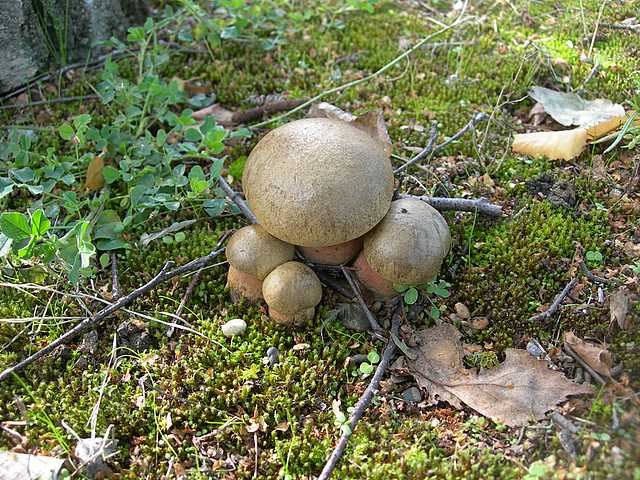 Le  meraviglie della foresta